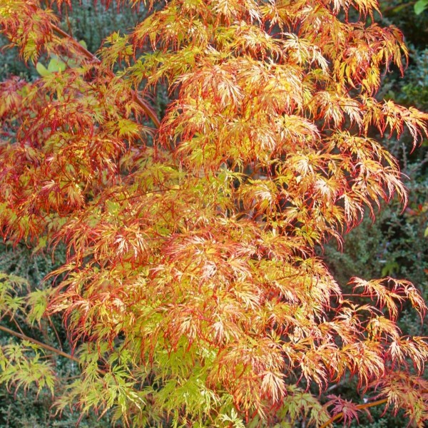 Acers Japanese Maples for sale Japanese Acers UK