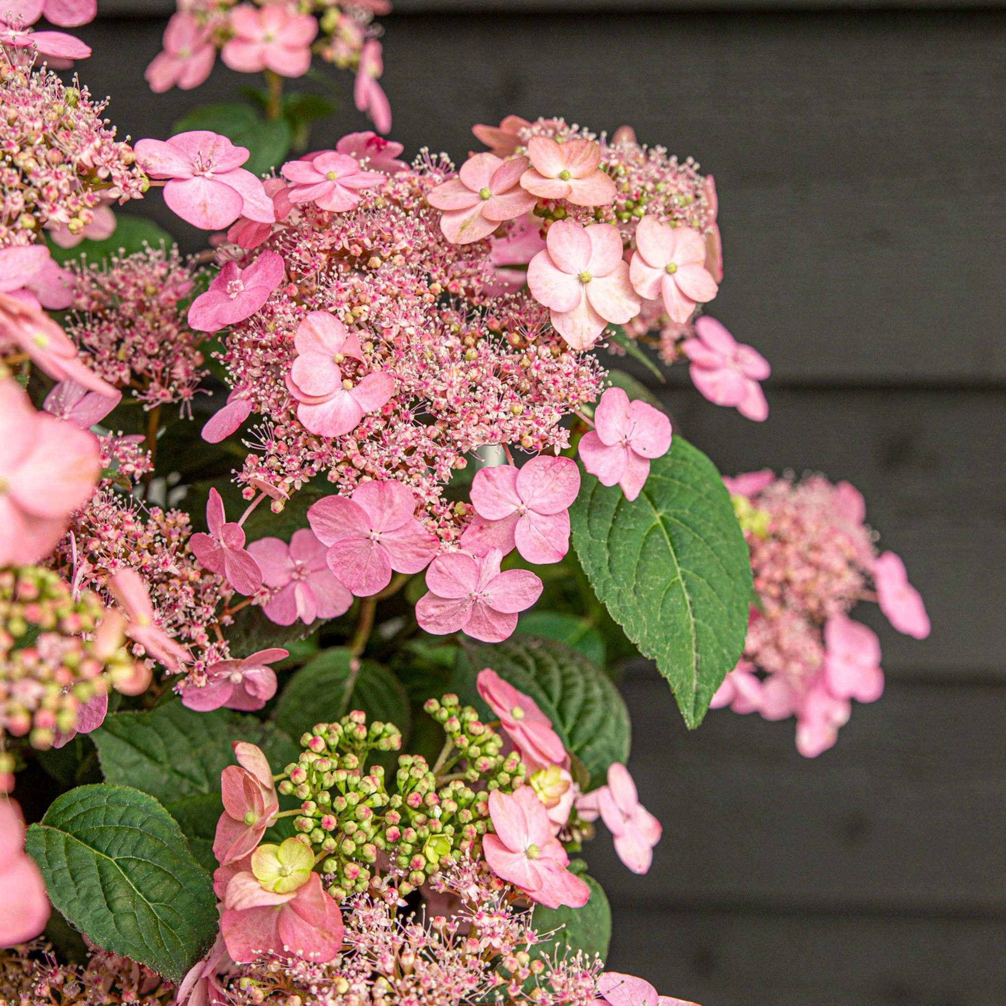 Hydrangea serrata Pink Petticoat