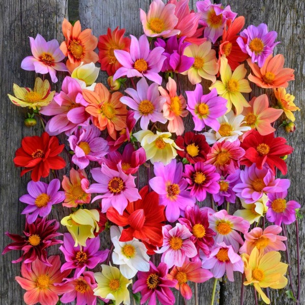 Dahlia plants and tubers Buy Dahlia Tubers UK