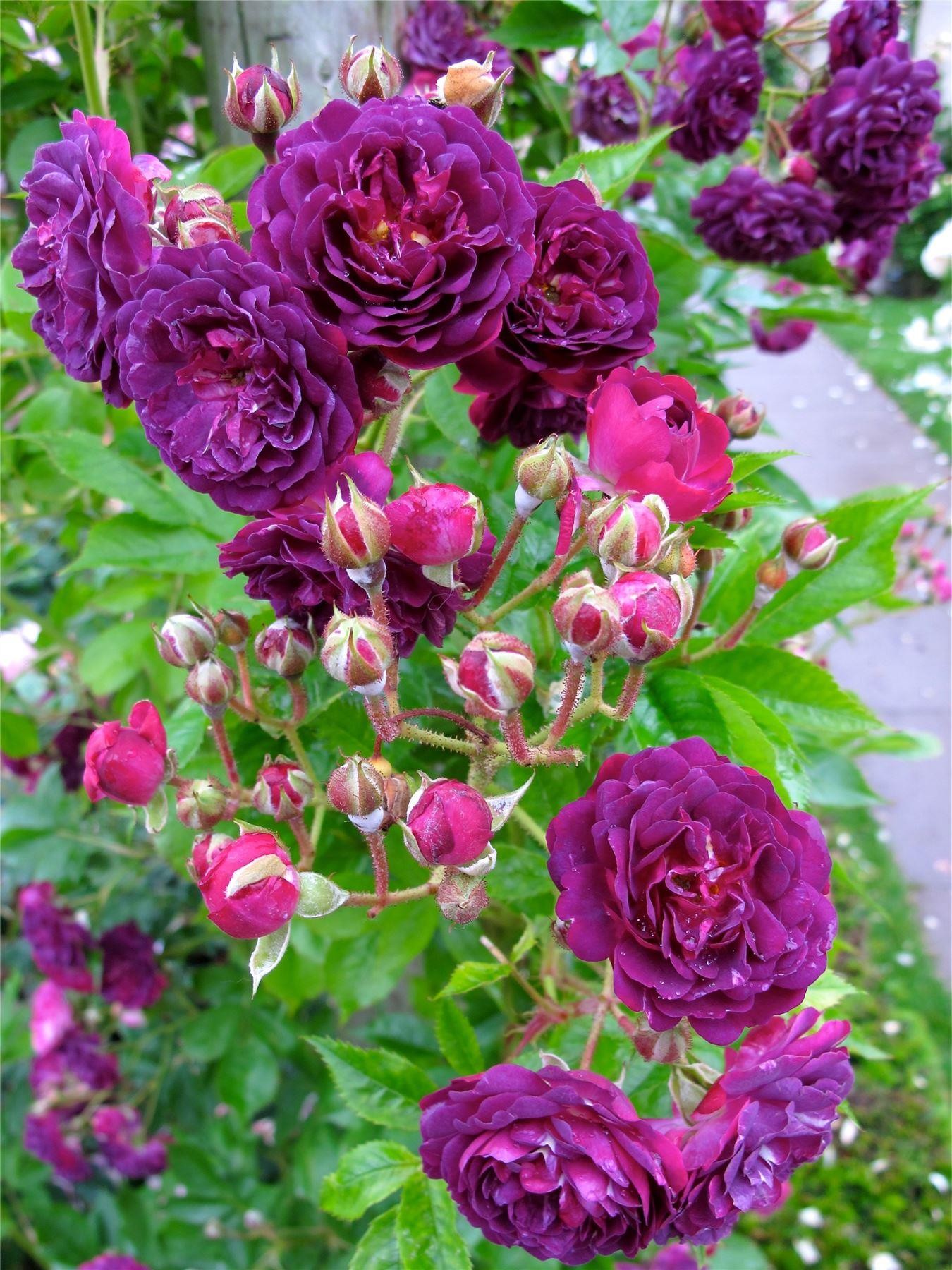 Rose Bleu Magenta - Climbing Rose Blue Magenta