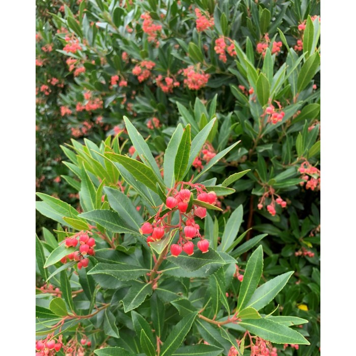 Arbutus unedo Mercurius Dwarf Strawberry Tree