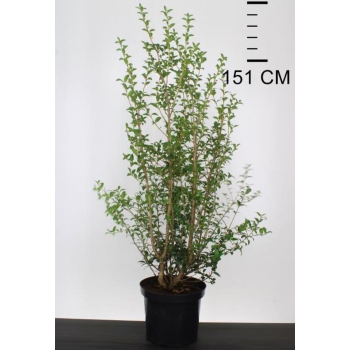 Osmanthus x Burkwoodii Evergreen Shrub LARGE SPECIMEN