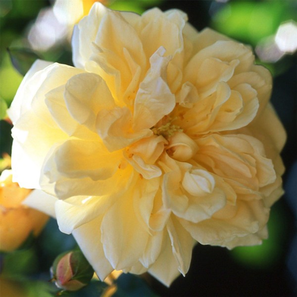 Page 5 Climbing Roses for Sale UK Gardening Express