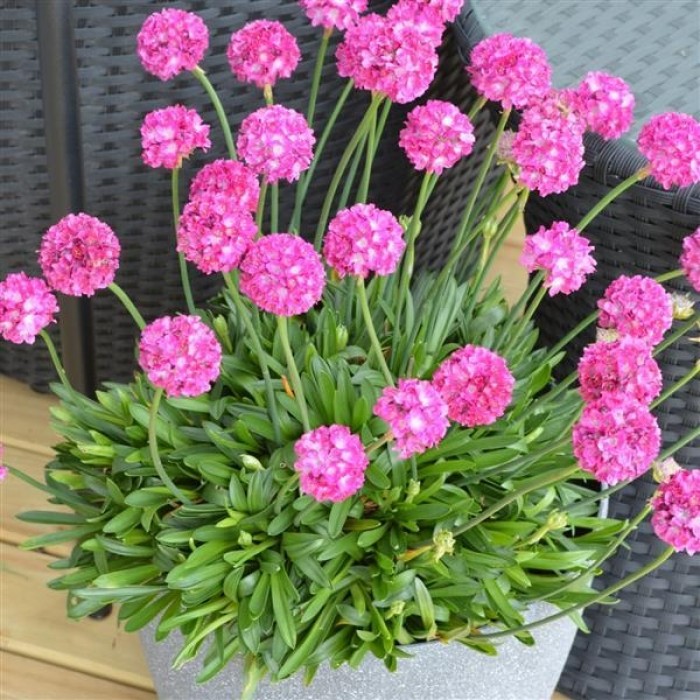 Armeria Dreameria Standort