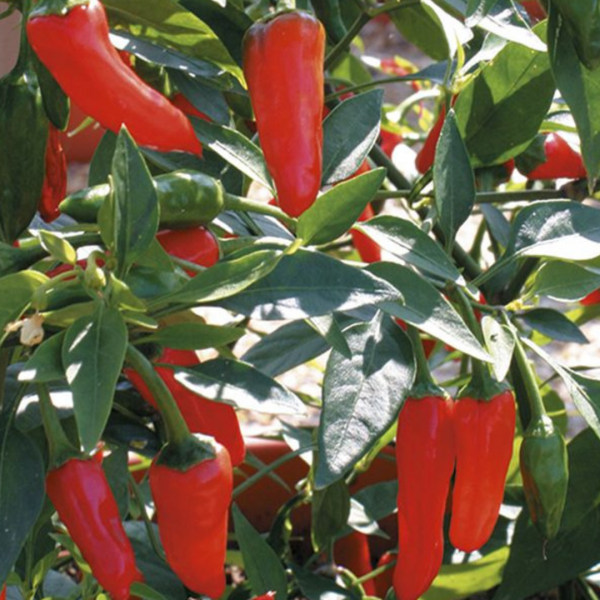 Buy chilli plants Pepper plants for sale