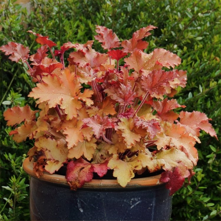 heuchera-marmalade