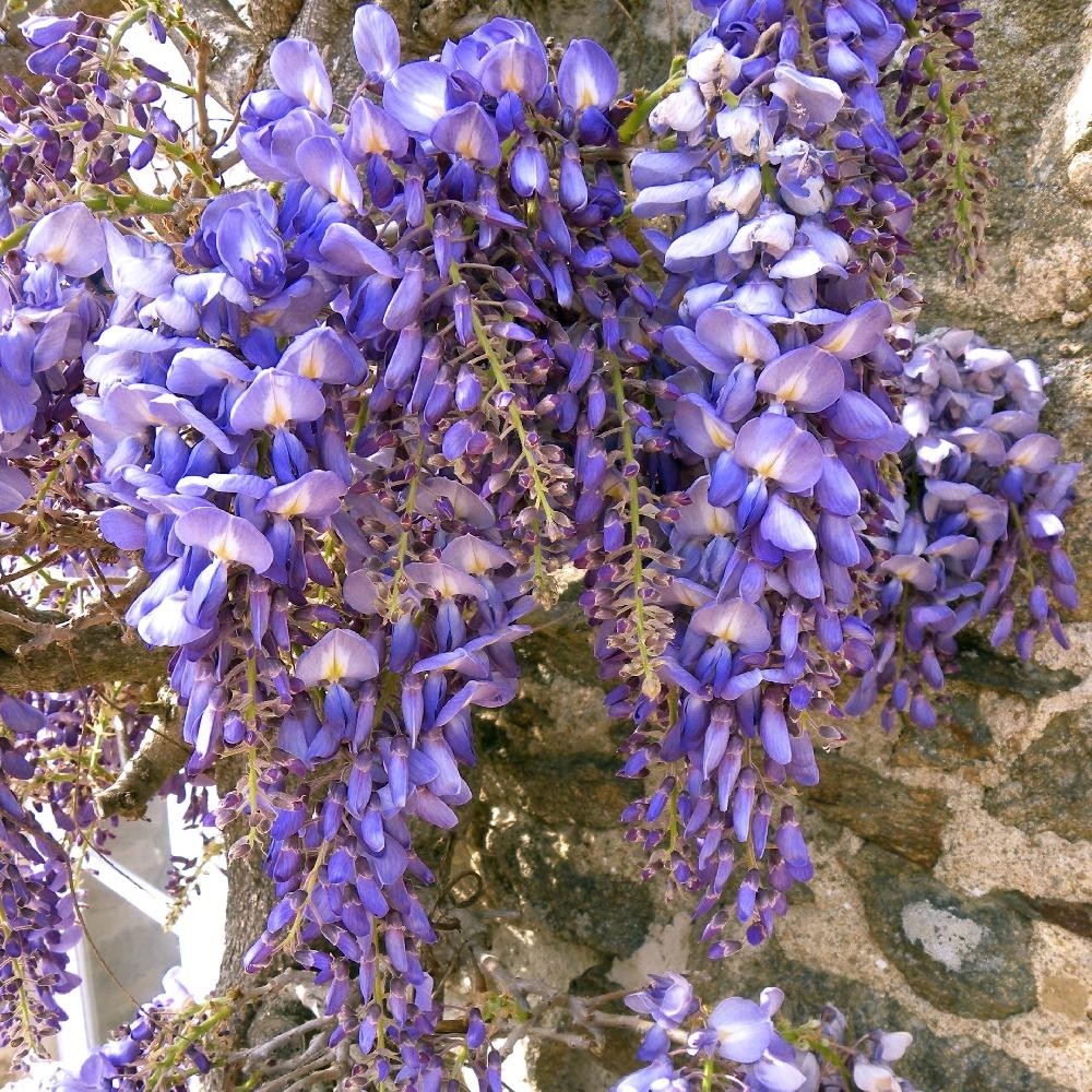 Wisteria floribunda macrobotrys 'Blue Waterfall'