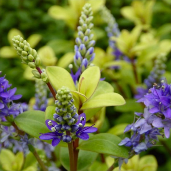 Hebe plants for sale Buy Hebe shrubs UK delivery