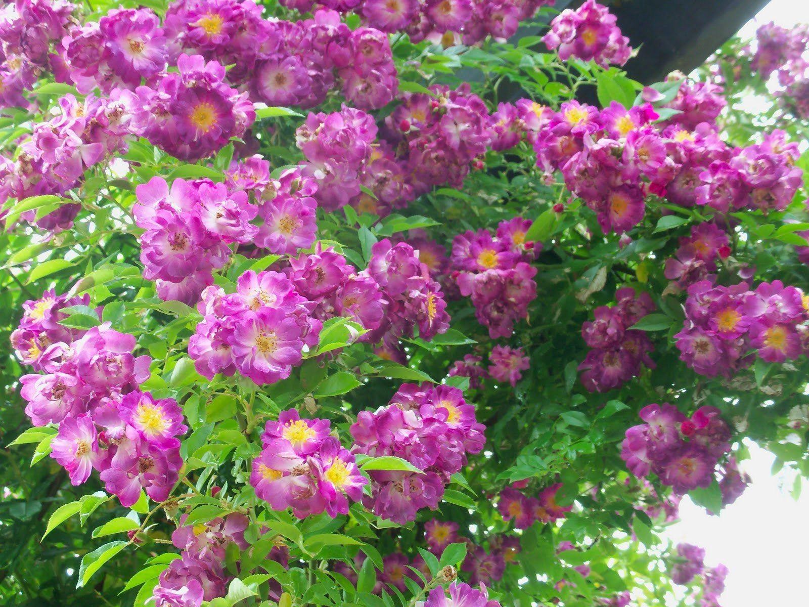 Large 5-6ft Specimen - Rambling Rose Veilchenbleu - Climbing Rose