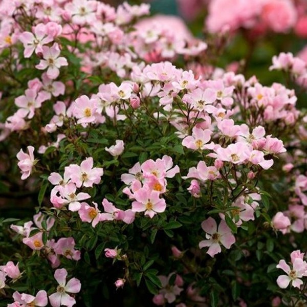 Flower Carpet Roses from Gardening Express Roses Perfect for Ground Cover