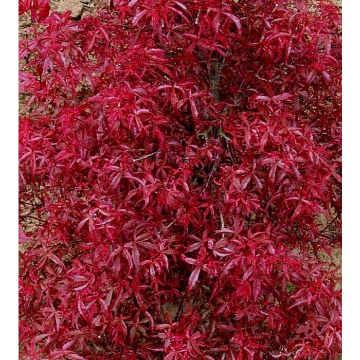 LARGE Acer Japanese Maple Tree - Beni Komachi - 100-120cms Specimen