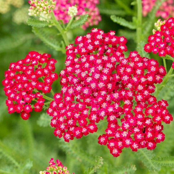 Achillea plants for sale Buy Achillea Yarrow plants UK