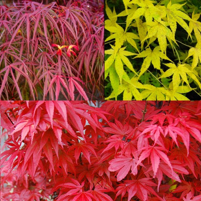 Amazing Acers Autumn Colour Collection Japanese Maples THREE