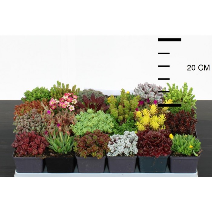 Alpine Plant Collection Tray of 24 Assorted Alpine Rockery Plants