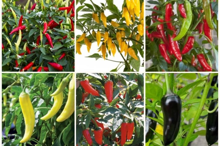 Container Chilli Pepper Collection Pack of SIX Plants