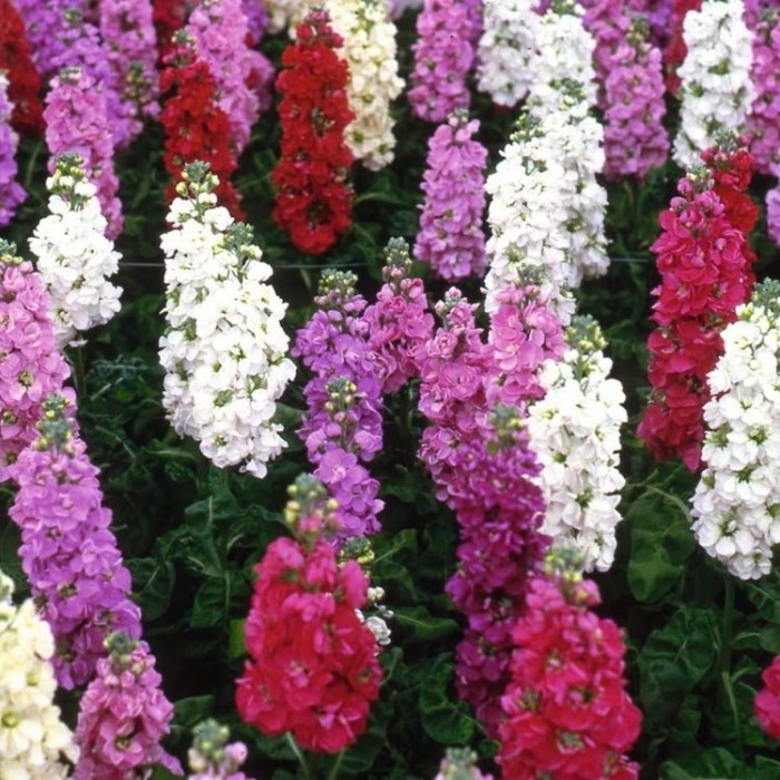 Fragrant Vintage Brompton Stocks Pack of SIX Plants