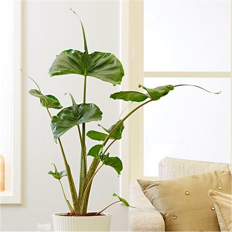 Alocasia Stingray (Elephant Ear) - Piante da interno - cm Vaso