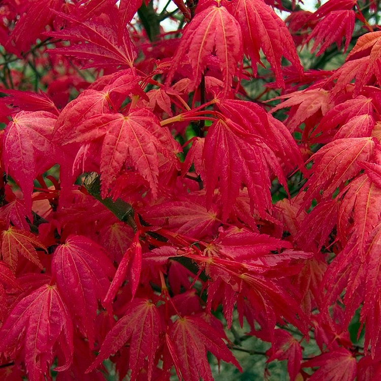 Acer Palmatum Beni Maiko - Érable Du Japon Arbuste En Pot, Feuillage Rose Rouge Automne