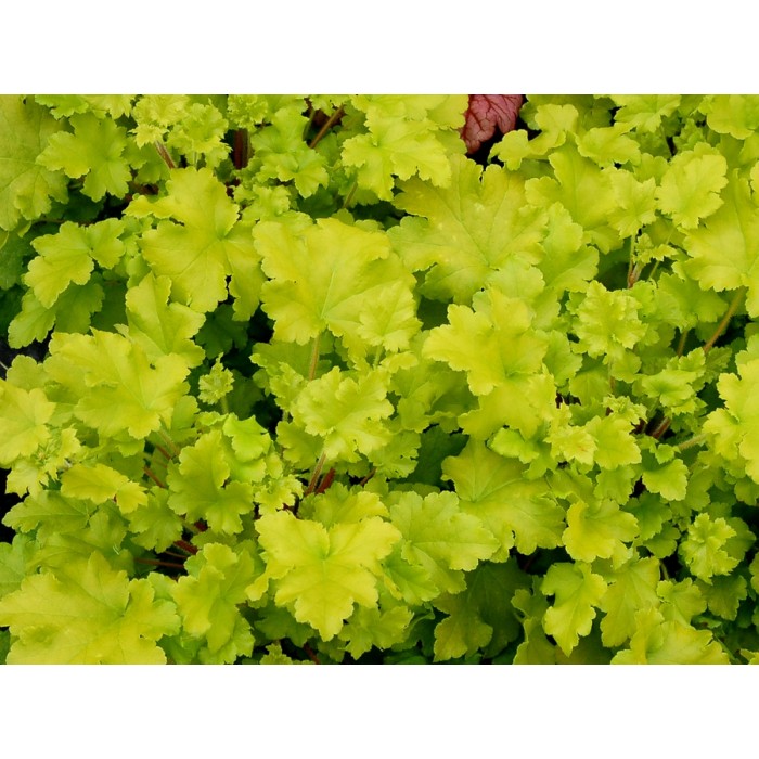 Heuchera Lime Marmalade