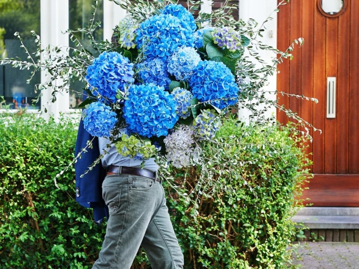 GIANT BLUE MOPHEAD Hydrangea macrophylla Pimpernel - Large Flowered