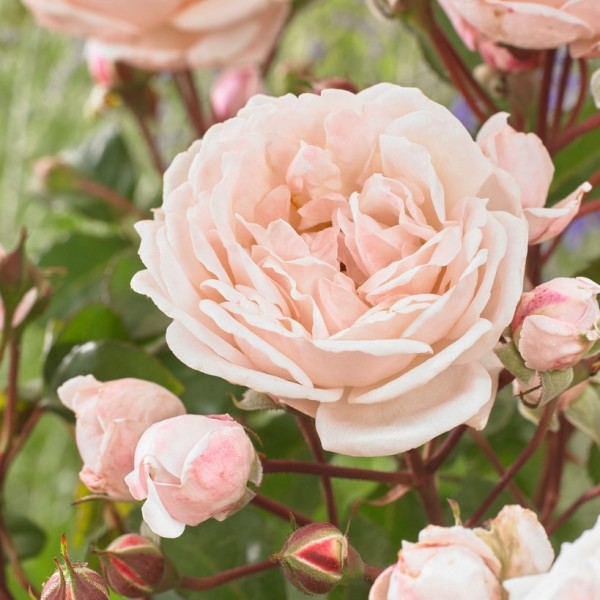 Page 3 Climbing Roses for Sale UK Gardening Express