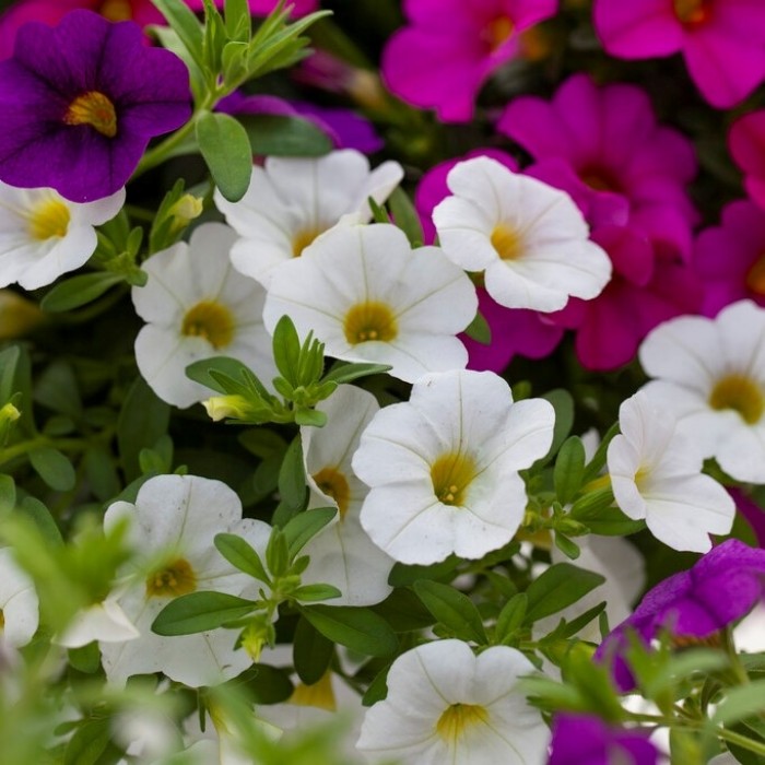 Petunia Seed Starter Kit Hanging Basket Mix