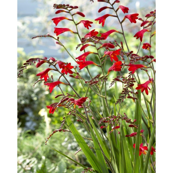 Crocosmia x crocosmiiflora 'Babylon' - Giant Montbretia