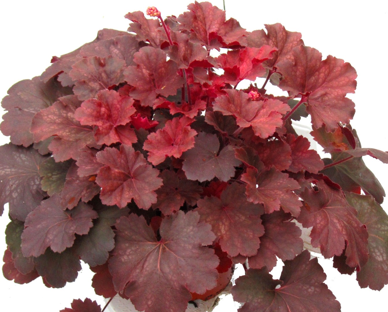 Heuchera Cherry Cola