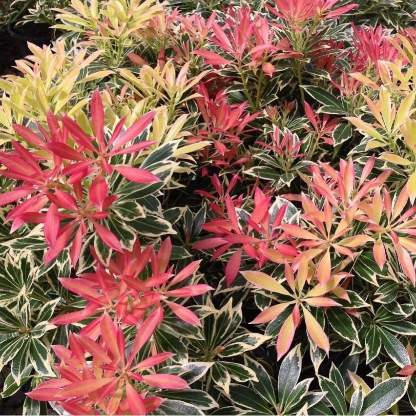 Flaming Silver Pieris