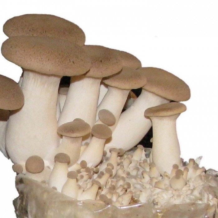 King Oyster Mushroom Grow Kit Produce your own Tasty Fungi at Home