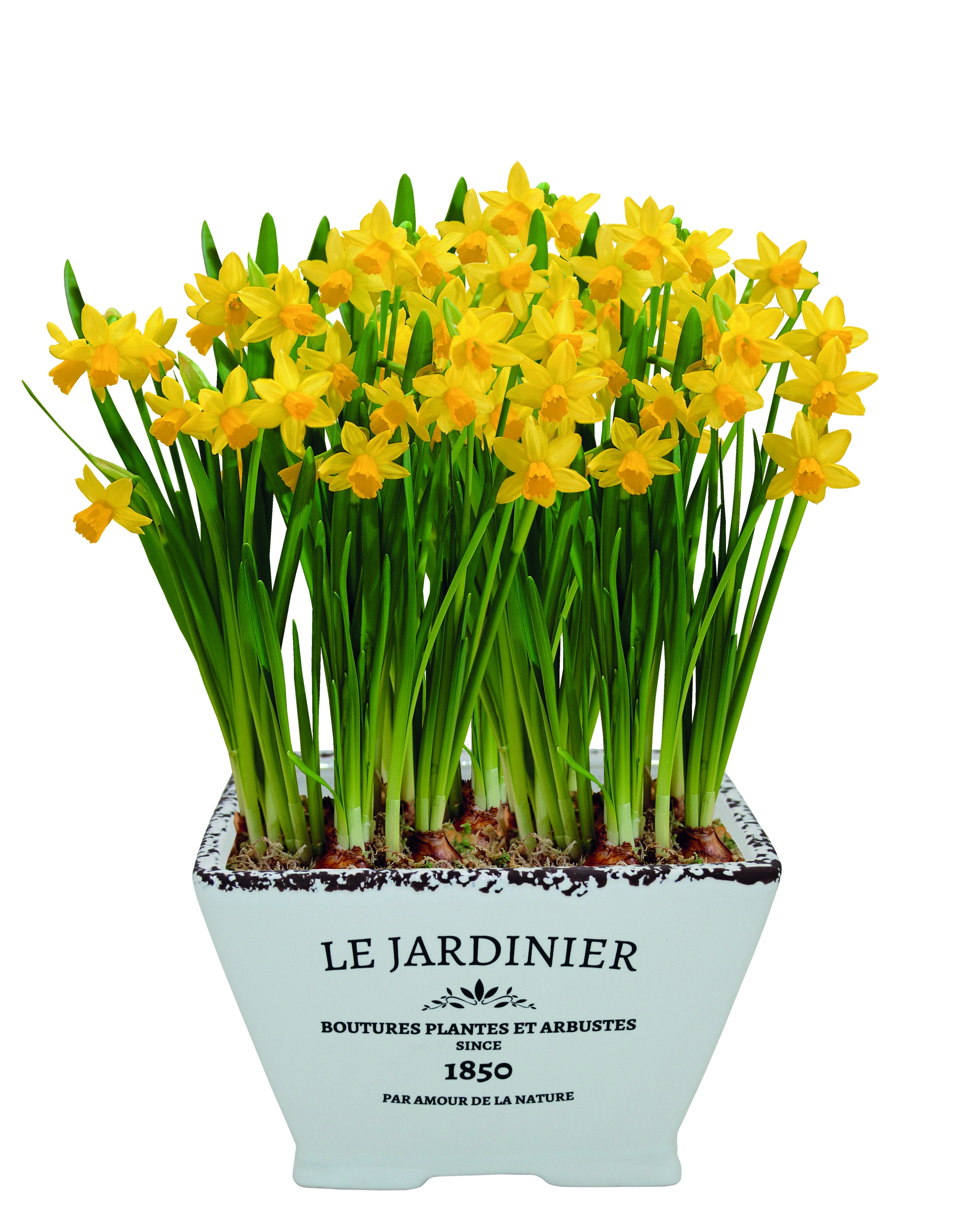 'Le Jardiniere' Dwarf Daffodil Indoor Ceramic Grow Set