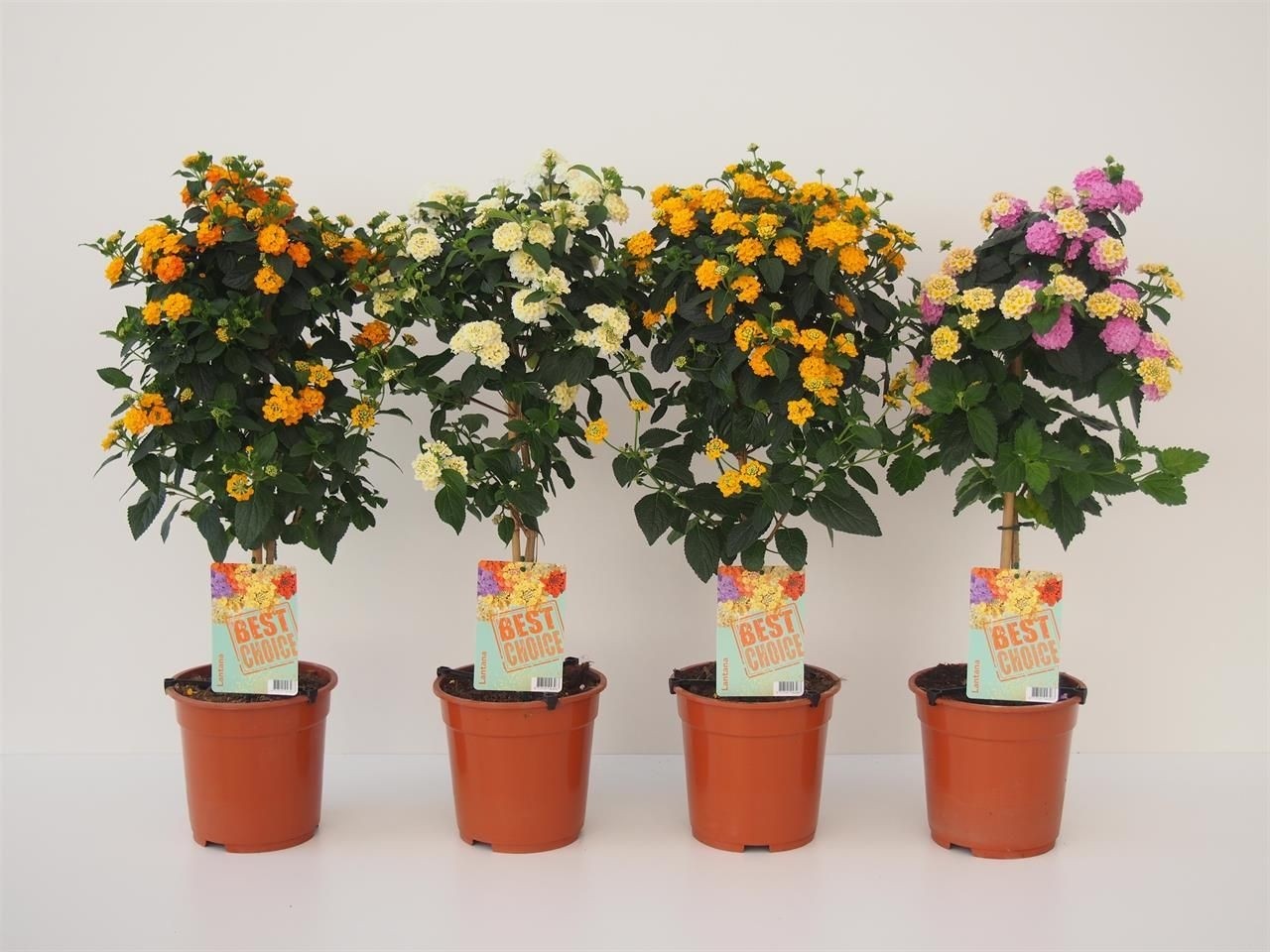 Patio Standard Lantana Tree