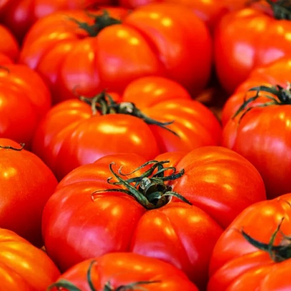 Tomato plants for sale Buy grow your own tomato plants