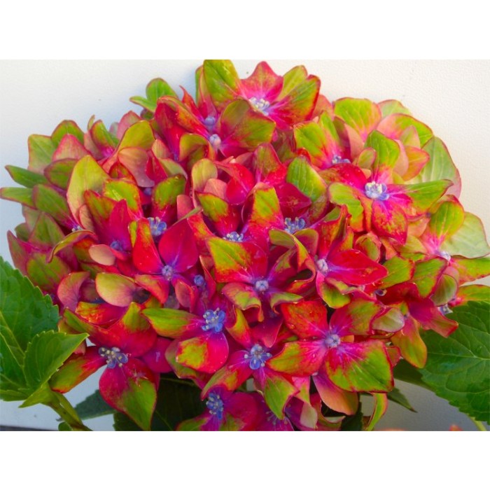 Hydrangea Glam Rock - Amazing Multi-Coloured Schloss Wackerbarth Hardy ...