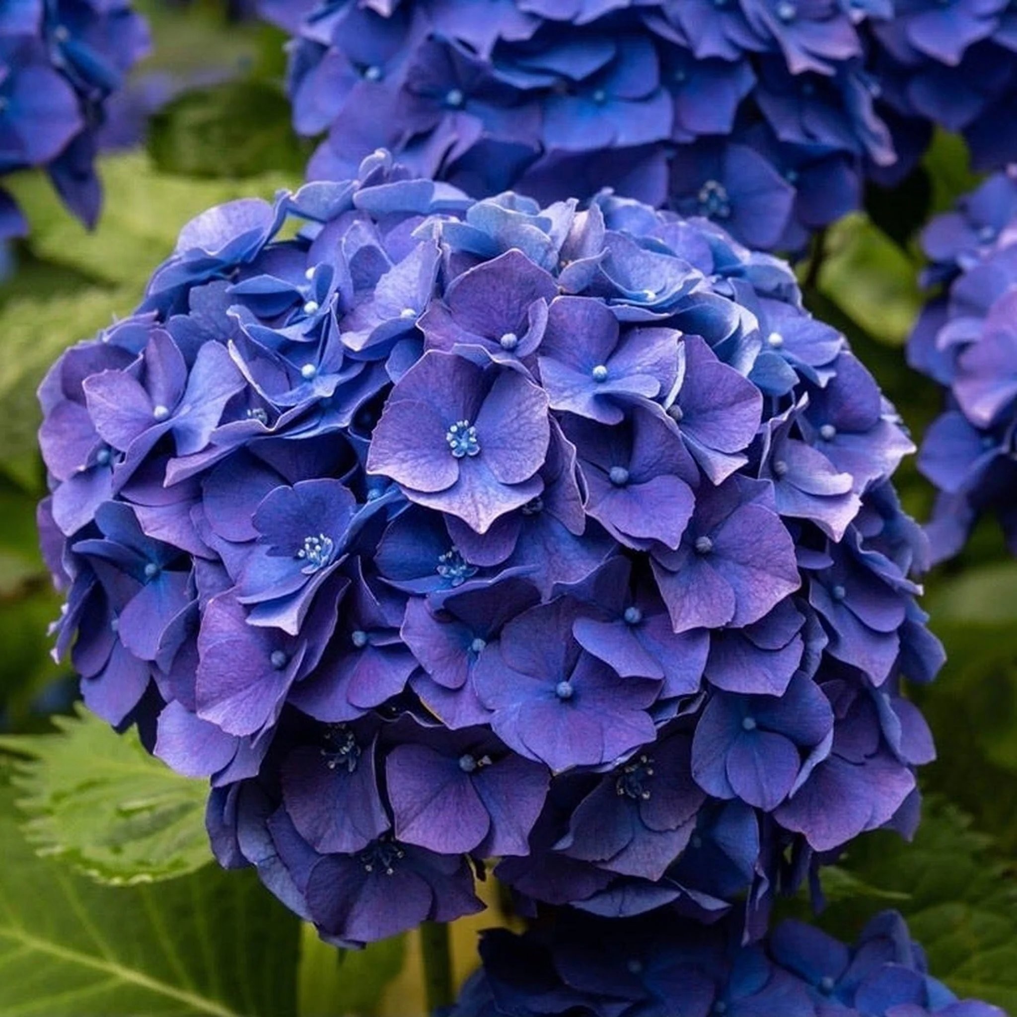 GIANT BLUE MOPHEAD Hydrangea macrophylla Pimpernel Large Flowered