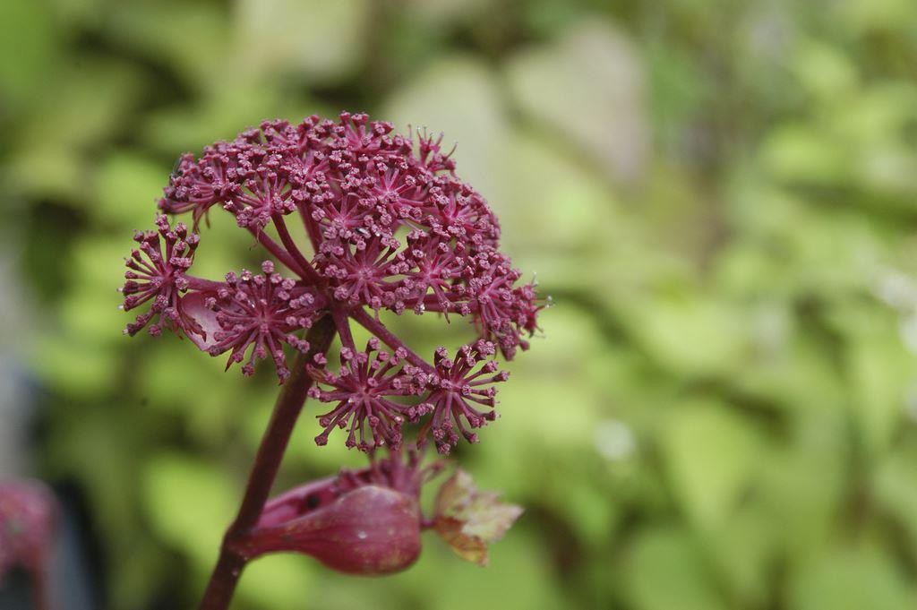 angelica gigas plants for sale