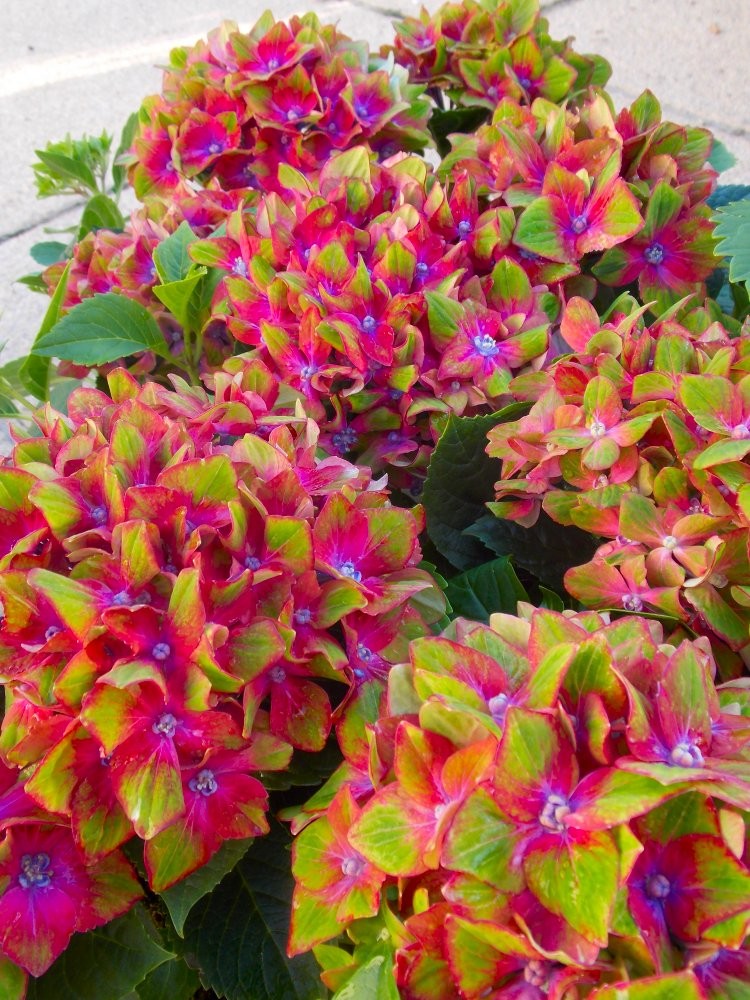 Image of Hydrangea schloss wackerbarth in full bloom