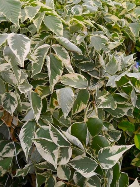 Aralia elata Variegata - Japanese Angelica Tree