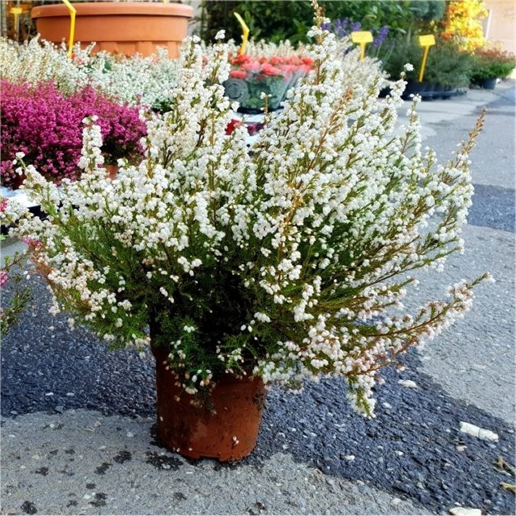 Erica gracilis alba Large White Heather Plants in Bud