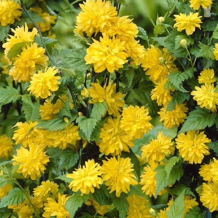 Kerria japonica Pleniflora