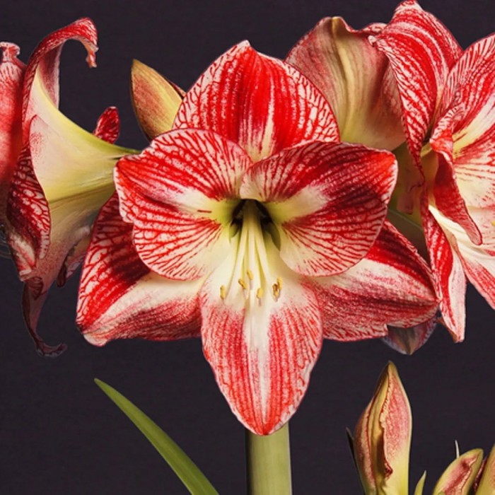 Amaryllis Spotted Queen Hippeastrum Bulb