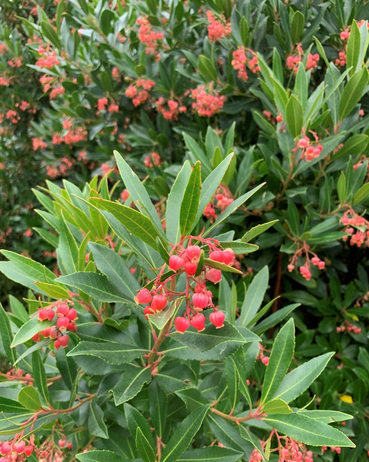 Arbutus unedo Mercurius Dwarf Strawberry Tree