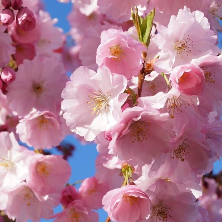 Prunus Accolade Cherry Blossom Tree Circa 100 120cms prunus-accolade-cherry-blossom-tree-circa-100-120cms