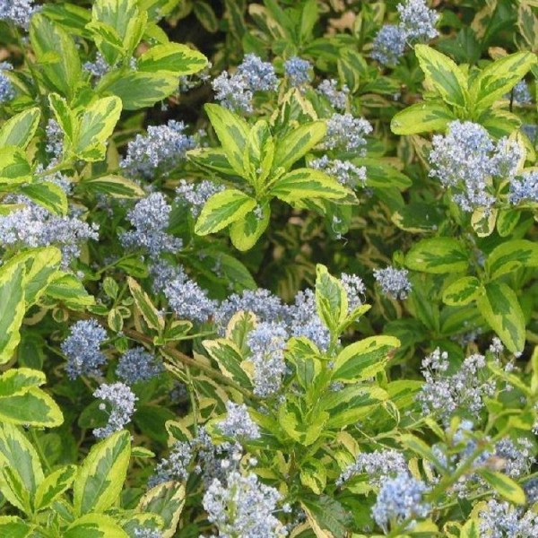 Ceanothus shrubs for sale Buy Ceanothus plants UK delivery