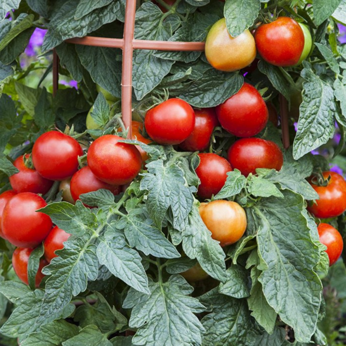 Container & Basket Tomato Collection - Pack of SIX Plants