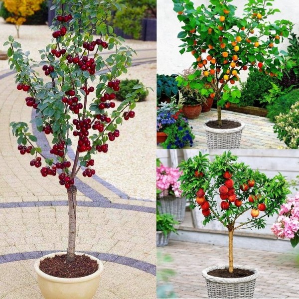 Patio Fruit Trees
