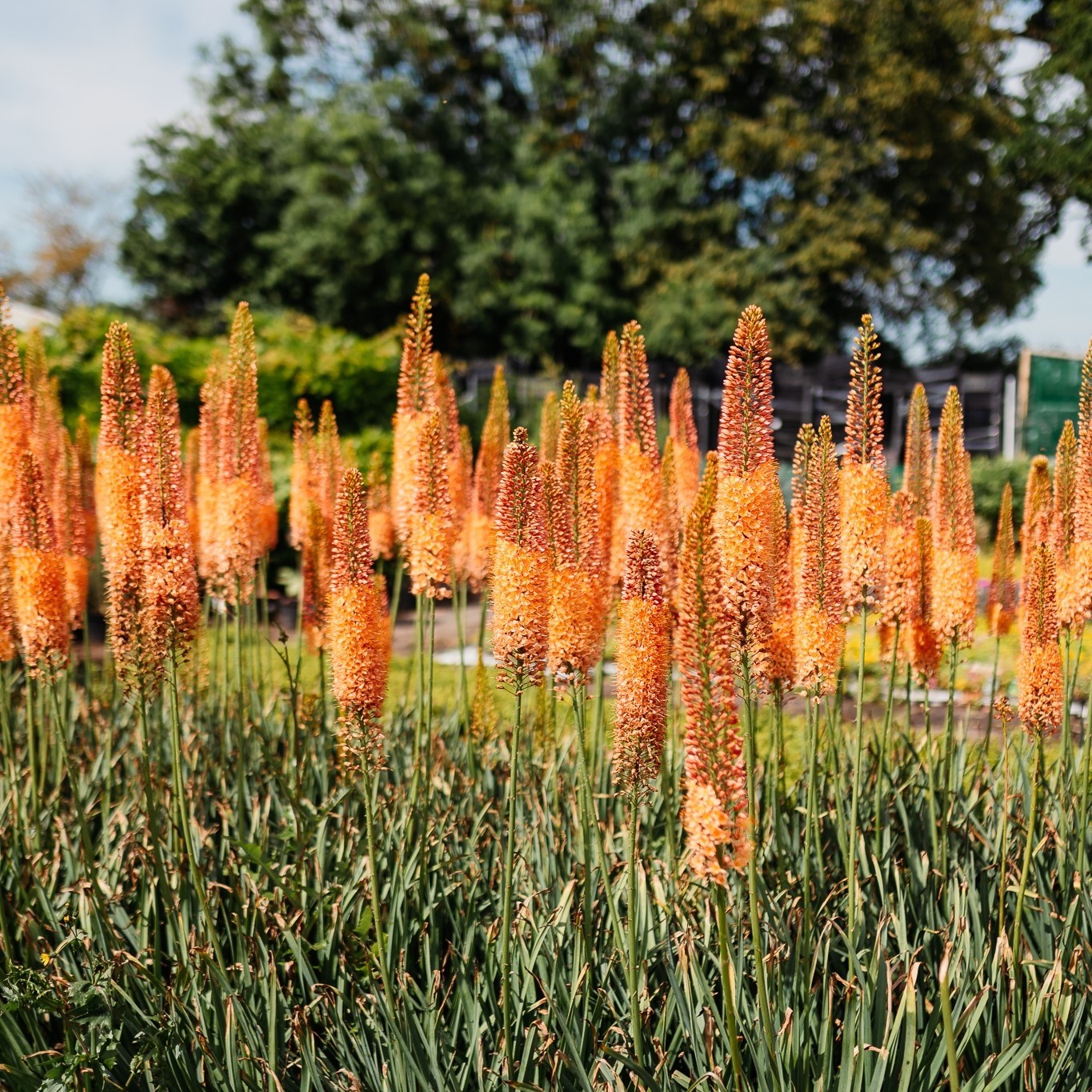 Eremurus x isabellinus Romance Foxtail Lily