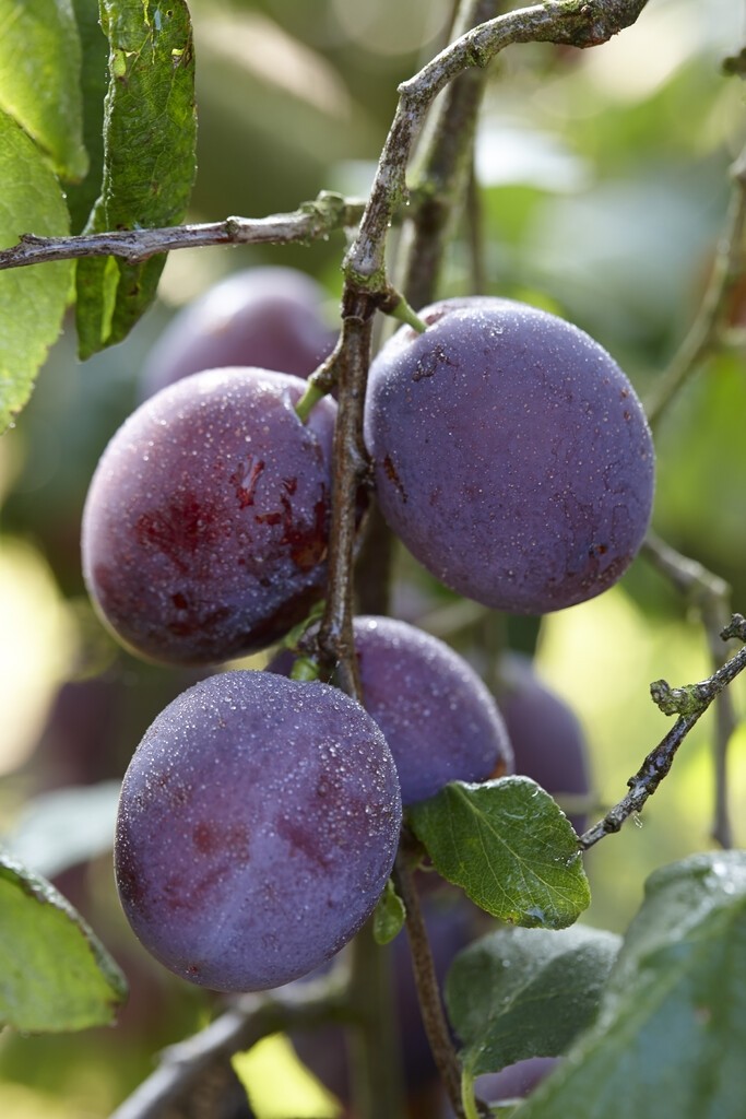 Patio Fruit Tree Prunus domestica Jubileum Plum Tree