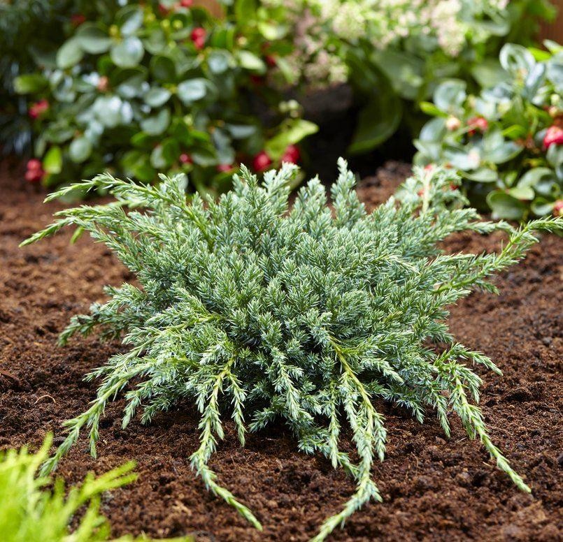 Juniperus squamata 'Blue Carpet'