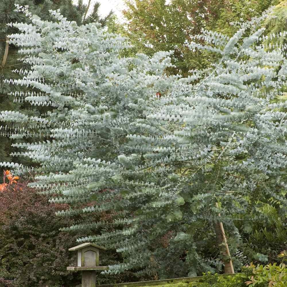 Stilvolle Eukalyptus Silver Dollar Winterhart Bilder